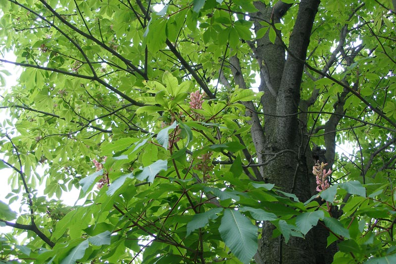 Каштан Фото Дерева И Листьев И Плодов