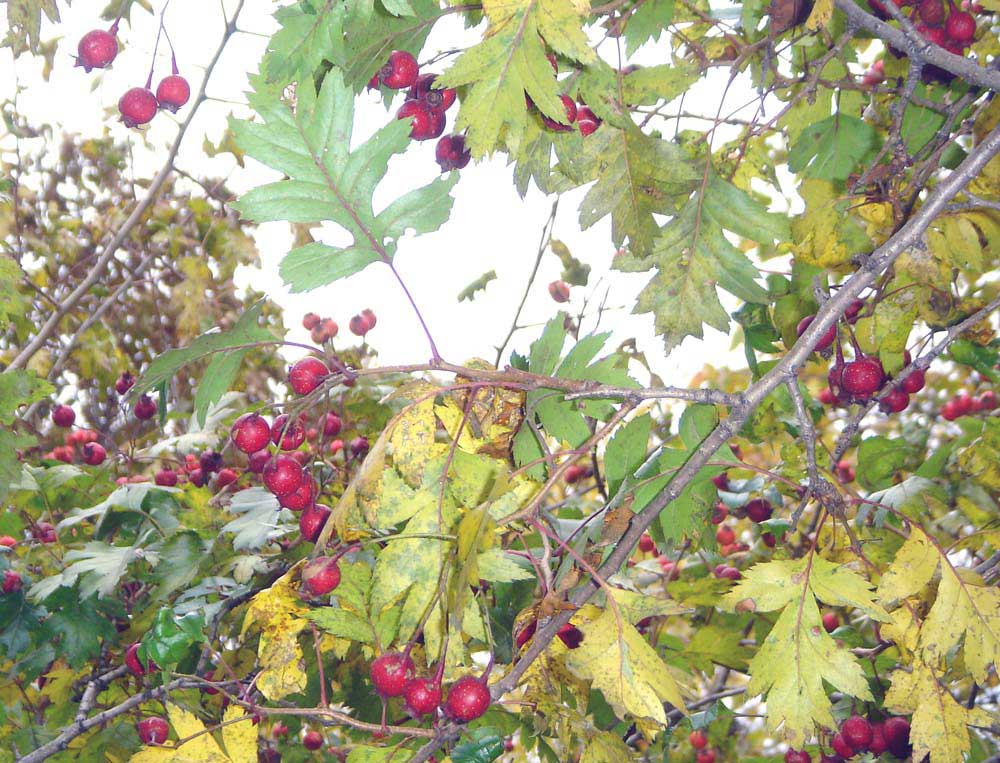 Боярышник Фото Дерева И Плодов Листьев