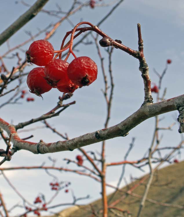 Боярышник Фото Кустарника С Плодами И Листьями