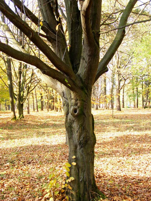 Дерево Граб Фото Листа
