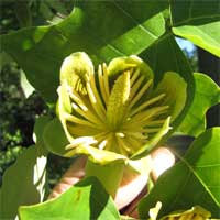 Ботаническое описание лириодендрона тюльпанного