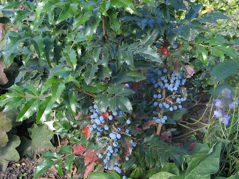 растение с голубыми ягодами