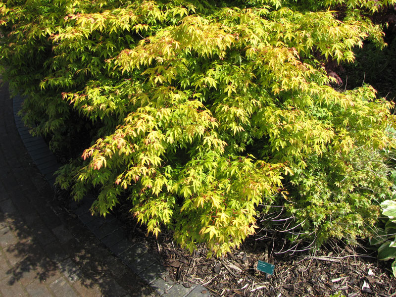 Acer palmatum 'Coonara Pygmy' Фотография Ткаченко Кирилла.