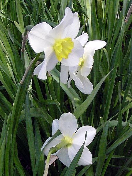 Нарциссы - описание и значение самовлюбленного цветка, кому их можно подарить