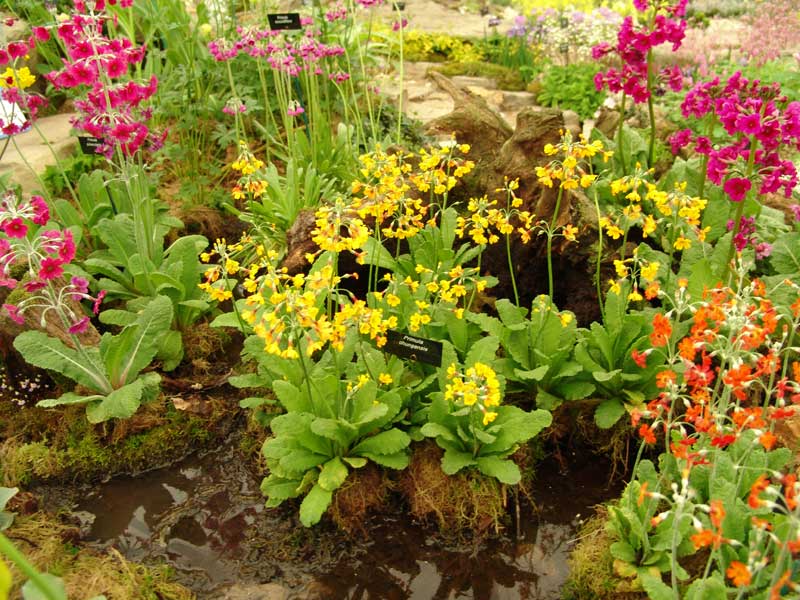 16 видов примул, на которые стоит обратить внимание при создании сада без хлопот