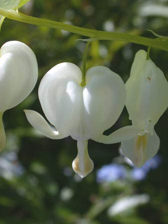Цветок Дицентра (разбитое сердце). Описание, посадка и уход за растением