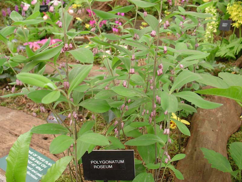 Polygonatum Roseum