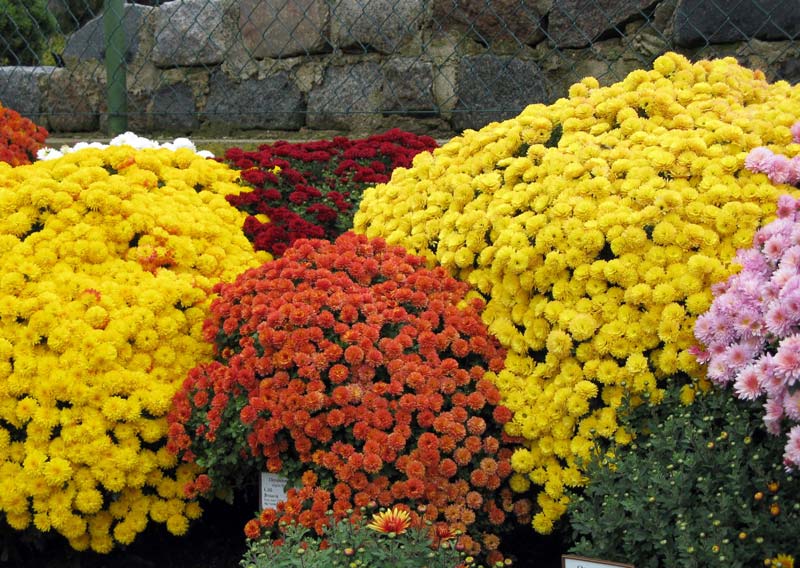 Хризантемы садовые многолетние для Урала (67 фото) » НА ДАЧЕ ФОТО